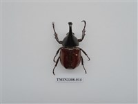 藏品(蘭嶼姬兜)的圖片